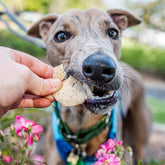 Dog enjoying Fish, Coconut & Dill Thins, natural fish treats for dogs made with coconut and dill.